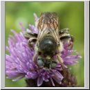 Epeoloides coecutiens - Schmuckbiene m02 9mm.jpg